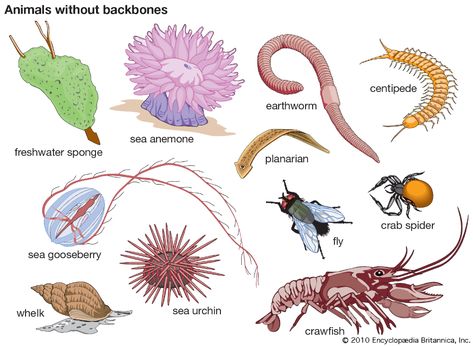 invertebrate | Definition, Characteristics, Examples, Groups, & Facts | Britannica Spider Fly, Vertebrates And Invertebrates, Animal Life Cycles, Primary Science, Animal Groups, Arthropods, Animal Species, All Birds, Reptiles And Amphibians