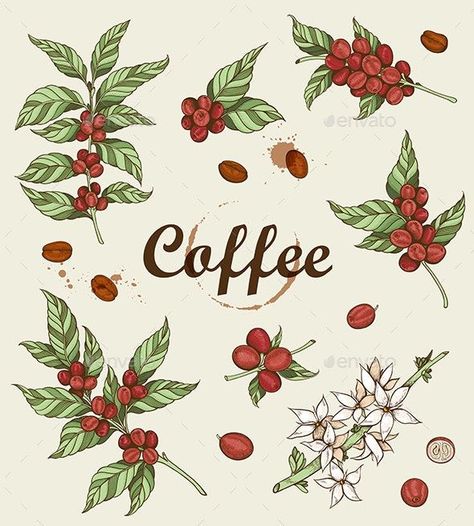 Vintage Coffee Beans and Coffee Plant Coffee Bean Plant, Board Header, Coffee Advertisement, Cherry Logo, Bean Plant, Coffee Illustration, Coffee Plant, Cozy Nest, Cute Good Morning