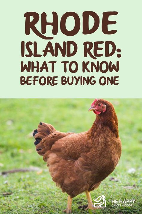 Rhode Island Red Hen, Rhode Island Red Chickens, Farm Pets, Backyard Coop, My Neighbourhood, Chicken Barn, Raising Farm Animals, Rhode Island Red, Backyard Chicken Coop Plans