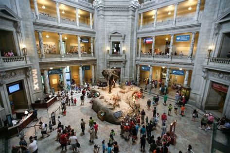 Smithsonian National Museum of Natural History picture in Washington, D.C. Virtual Museum Tours, 3d Cinema, Google Art Project, Pompeii And Herculaneum, Smithsonian Museum, Vatican Museums, Air And Space Museum, Museum Of Natural History, Virtual Museum