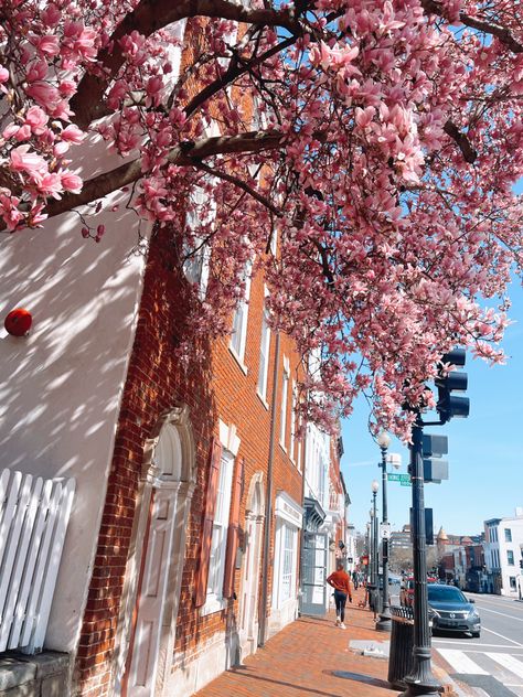 georgetown, dc, washingtondc, flowers, aesthetic, spring, cherryblossoms, seasons Dc Aesthetics Washington Dc, Cherry Blossom Dc, Georgetown Dc, Dc Trip, Spring Semester, Washington Dc Travel, Post Grad, Dc Travel, Drawing Journal