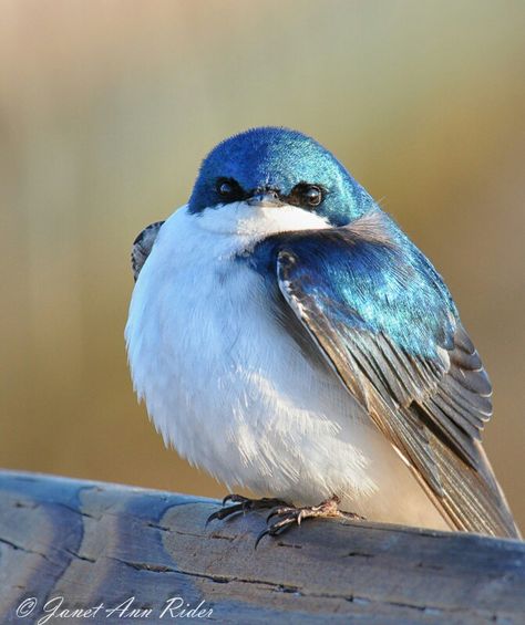 Puffy Blue Bird sees you :-) Fat Bird, Tree Swallow, American Birds, Bird Sitting, Bird Watcher, Backyard Birds, Pretty Birds, Colorful Birds, Cute Birds