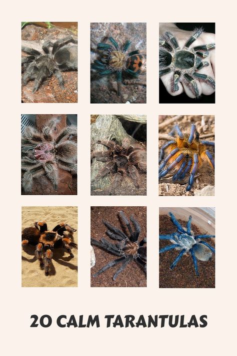 Discover the ideal additions for your tarantula collection - 20 of the most docile species to consider. Explore this selection to find the perfect fit for your pet family! Types Of Tarantulas, Pet Tranchulas, Beautiful Tarantula, Tarantula Species, Tarantula Pet, Rose Tarantula, Rose Hair Tarantula, Tarantula Habitat, Pet Tarantula