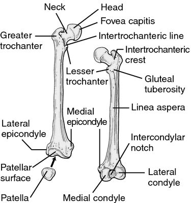 trochanter - definition of trochanter by Medical dictionary Bony Landmarks, Anatomy Diagrams, Medical Illustrations, Manual Therapy, Therapy Business, Medical Dictionary, Anatomy Bones, Physical Therapy Assistant, Massage Therapy Business