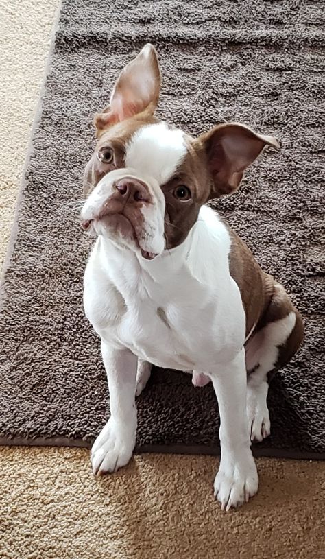 This is my Keeper. Brown Boston Terrier Boston Terrier Brown, Miniature Boston Terrier, Brown Boston Terrier, Boston Terrier Puppies, Dollhouse Decorating, Baby Pugs, Boston Terrier Love, English Bulldog Puppies, Black Lab Puppies