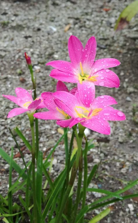 Rain Lily Rain Lily, Lily Bulbs, Flower Template, Bulb Flowers, Lily Flower, Flowers Nature, Lily, Drawings, Plants