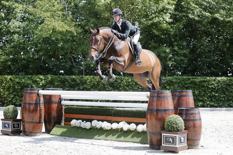 Horse Disciplines, Hunter Derby, Hunter Jumper Horses, Jumping Horses, Hunter Horse, Cross Country Jumps, Horse Jumps, Gorgeous Horses, Beautiful Horse Pictures