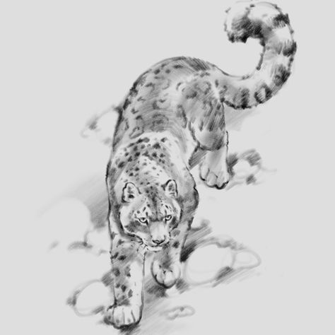 Leopard Sketch, Snow Leopard, Walking, Sketch, White