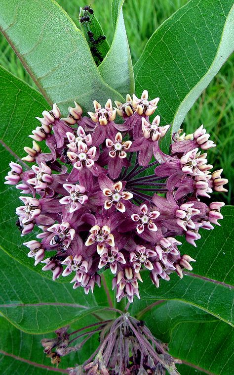 Asclepias syriaca - Common Milkweed The most common of the milkweeds in the Tallgrass Prairie. Asclepias Syriaca, Common Milkweed, Tallgrass Prairie, Prairie Flower, Native Plant Gardening, Rare Flowers, Butterfly Garden, Outdoor Art, Exotic Flowers