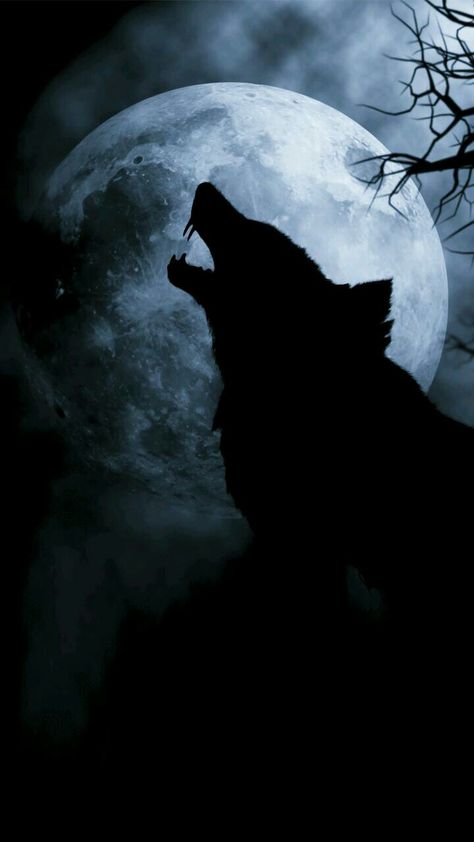 Wallpaper Wolf, Spirit Animal Wolf, Werewolf Aesthetic, Wolf Poster, Howling At The Moon, Wolf Photography, Wolf Artwork, Animal Illustration Art, Wolf Spirit Animal