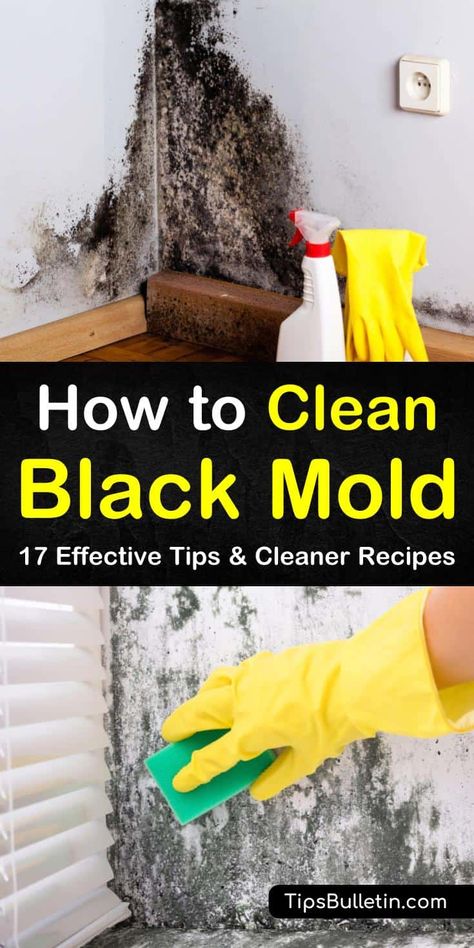 Diy Mold Cleaner, How To Get Rid Of Black Mold In Basement, Clean Black Mold In Bathroom, Mould Cleaner Diy, Diy Black Mold Remover, Mold Spray Diy, Black Mold Removal Drywall, How To Get Rid Of Black Mold, Mold Killer Diy