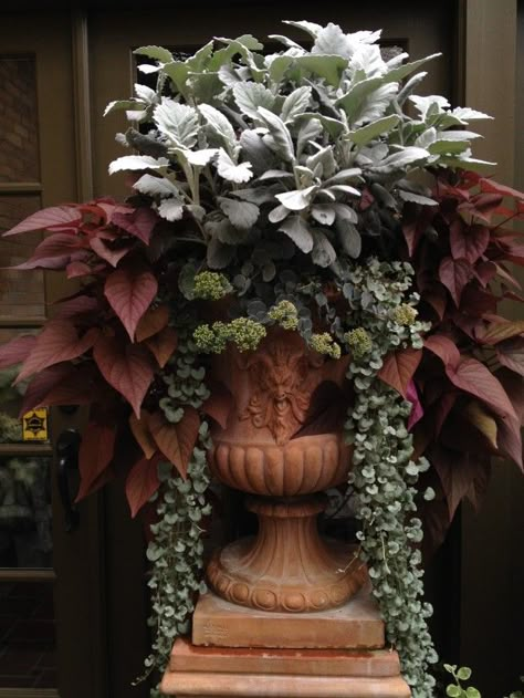 Silver Falls Dichondra, Fall Container Gardens, Container Planting, Fall Containers, Potato Vines, Flowers And Greenery, Garden Vines, Container Gardening Flowers, Fall Planters