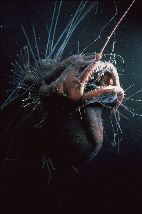 deep sea angler - Once you get really deep, the ocean has such incredible wonders. Creature Marine, Fauna Marina, Deep Sea Creatures, Water Animals, Angler Fish, Underwater Creatures, Underwater Life, Unusual Animals, Deep Sea Fishing