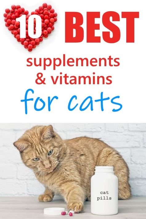 Cat Remedies, Cat Vitamins, Dogs Paws, Cat Diseases, Homemade Cat Food, Cat Needs, Cat Supplements, Cat Diet, Cat Nutrition