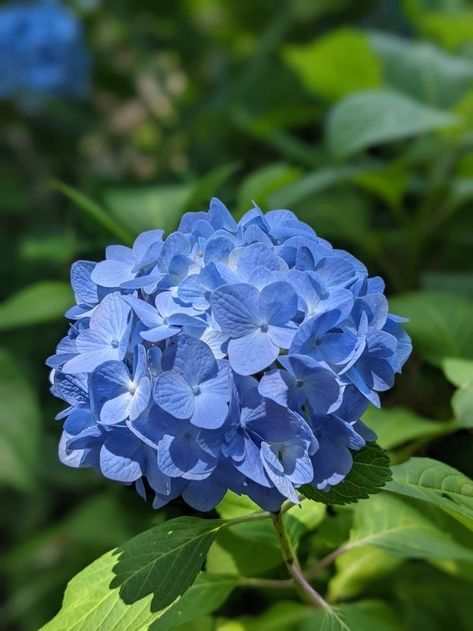 Blue Hydrangea Aesthetic, Hydrangea Pictures, Hydrangea Picture, Tattoo Plant, Blue Hydrangea Flowers, Flower Identification, Peonies And Hydrangeas, Hydrangea Garden, Planting Hydrangeas