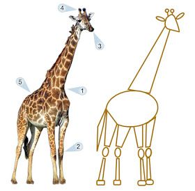 Funny Giraffe Drawing, Anatomy Construction, Giraffe Photos, Giraffe Drawing, Art Handouts, Giraffe Pictures, Animal Art Projects, Cartoon Giraffe, Afrique Art