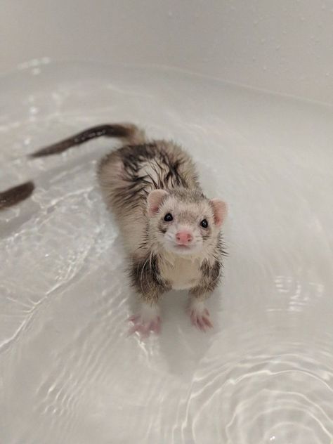 Wet Ferret, Baby Ferrets, Funny Ferrets, Pet Ferret, Cute Ferrets, Cute Small Animals, Cute Rats, Funny Animal Photos, Pretty Animals