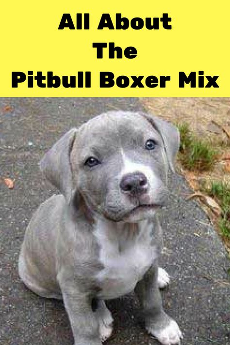 All About The Pitbull Boxer Mix: Facts/ Information #pitbullboxermix #pitbullmix #boxermix Boxer Pitbull Mix Puppies, Boxer Pitbull Mix Dogs, Pitbull Boxer Mix Dogs, Pitbull Boxer Mix, Boxer Mix Puppies, Pitbull Mix Puppies, Boxer Dogs Facts, Pitbull Boxer, Boxer Dogs Funny