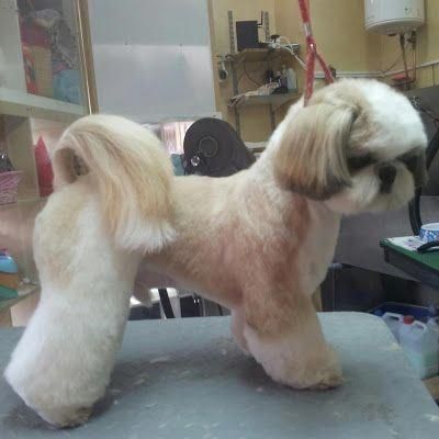 Shih Tzu Haircuts, Perro Shih Tzu, Chien Shih Tzu, Shitzu Dogs, Dog Grooming Styles, Shih Tzu Grooming, Creative Grooming, Shih Poo, Puppy Cut