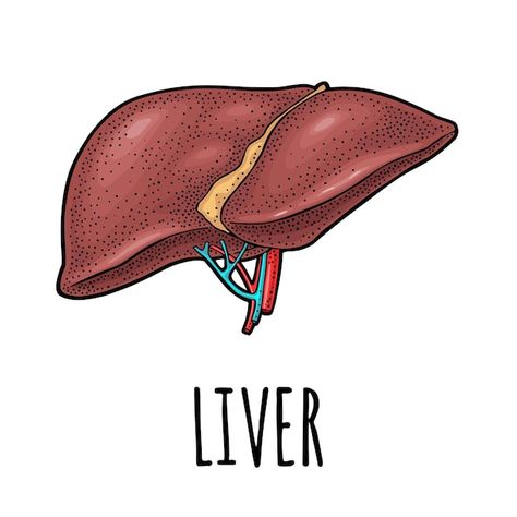 Liver Aesthetic, Liver Diagram, Liver Tattoo, Liver Drawing, Liver Illustration, Human Liver Anatomy, Liver Organ, Liver Anatomy, Presentation Pictures