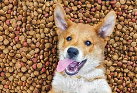 9 Best Dry Dog Foods Hamster Clothes, Corgi Sploot, Chicken Enchilada Soup Recipes, Pup Treats, Best Dry Dog Food, Newfoundland Dogs, Dog Remedies, Healthy Dog Food, Dog Kisses