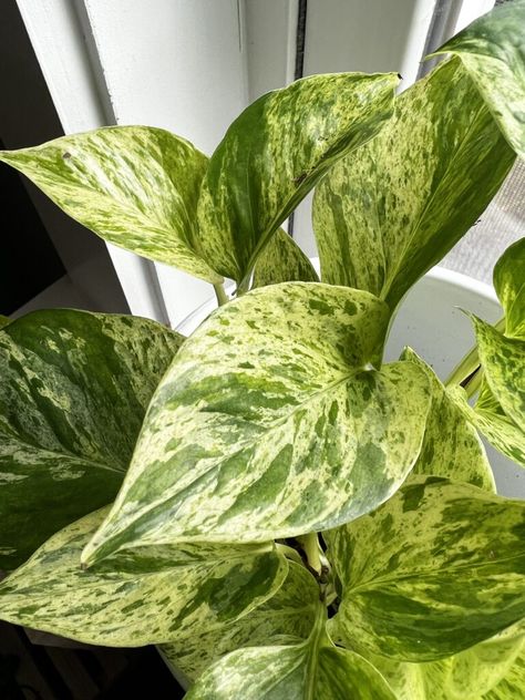 Looking for a comprehensive Snow Queen Pothos care guide and pothos plant care tips? Here’s everything that you need to ensure your plant thrives! Snow Queen Pothos, Rubber Plant Care, Pothos Care, Pothos Plant Care, Pothos Plants, Neon Pothos, Plant Care Tips, Golden Pothos, Rubber Plant