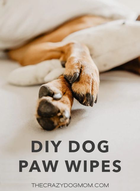 DIY Dog Paw Wipes – The Crazy Dog Mom Dog Mom Humor, Dog Wipes, Dog Balm, Dog Mom Quotes, Stinky Dog, Pet Wipes, Paw Cleaner, Puppy Paws, Diy Things