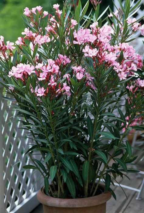 Yellow Oleander Tree, Pink Oleander Plants, Indian Pink Flower, Outdoor Flowering Plants, Pink Leaved Plants, Oleander Plants, Plants With Pink Flowers, Hanging Plants Diy, Indian Garden