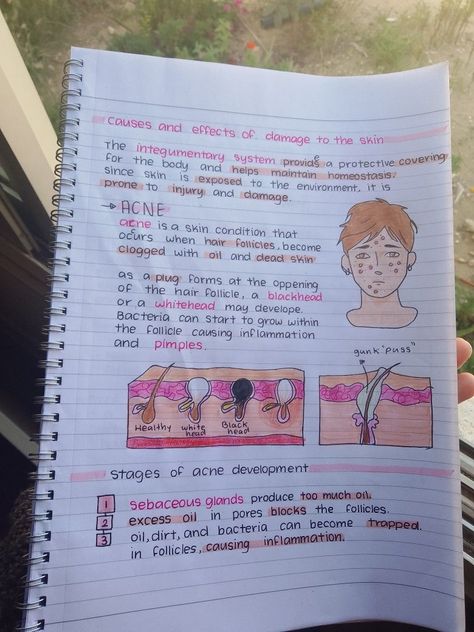 4.1 Integumentary, Skeletal, and Muscular System -Acne- paperlessplanning #digitalplannergoodnotestemplate #plannerdividersprintablefree #freeplannerinserts🍒


Source by claudiadabest Esthetics Study Notes, Somatology Aesthetic, Dermatology Study Notes, Cosmetology Study Notes, Dermatology Notes, Cosmology School, Anatomy And Physiology Notes Study, Cosmetology Notes, Revision Board