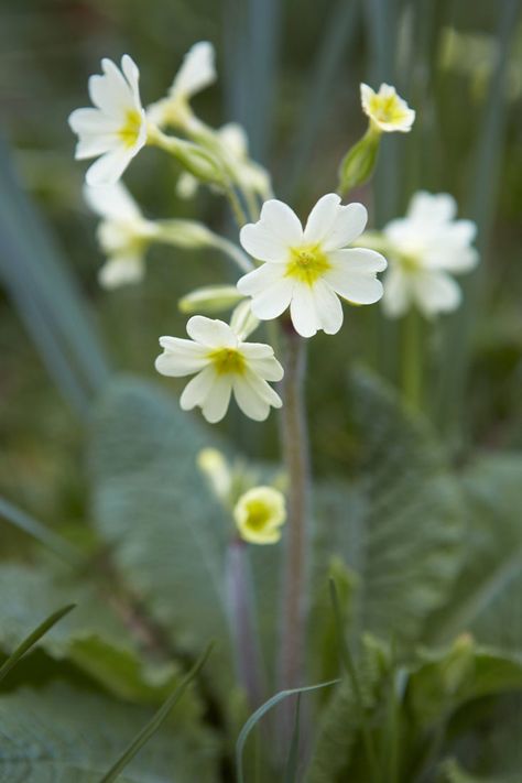 Flower Aesthetic White, White Flower Aesthetic, White Flowers Aesthetic, White Flower Arrangement, Primrose Plant, White Flower Arrangements, Garden Diary, Mori Kei, Aesthetic Flower