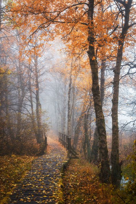 Autumn Landscape Photography, 자작나무 그림, Autumn Scenes, Autumn Scenery, Autumn Beauty, Autumn Landscape, Fall Pictures, Autumn Aesthetic, Landscape Photos