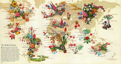 The World of Flowers (1968) - Vivid Maps National Geographic Archives, Floral Map, World Of Flowers, Mysteries Of The World, National Geographic Magazine, Fun Wedding Invitations, Illustrated Map, Vintage Maps, Flower Map