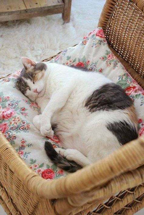 Fat cat sleeping Sleepy Cat, Cat Sleeping, Calico Cat, Cute Cats And Kittens, Fat Cats, Dolly Parton, Cats Meow, Cat Nap, Crazy Cat Lady