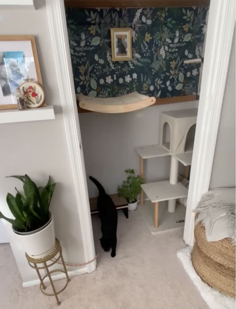 Cat Set Up In Bedroom, Cat Area In Bedroom, Cat Friendly Room, Cat Set Up In Apartment, Cat Closet Ideas, Diy Cat Room, Cat Closet, Cat Room Decor, Cat Area