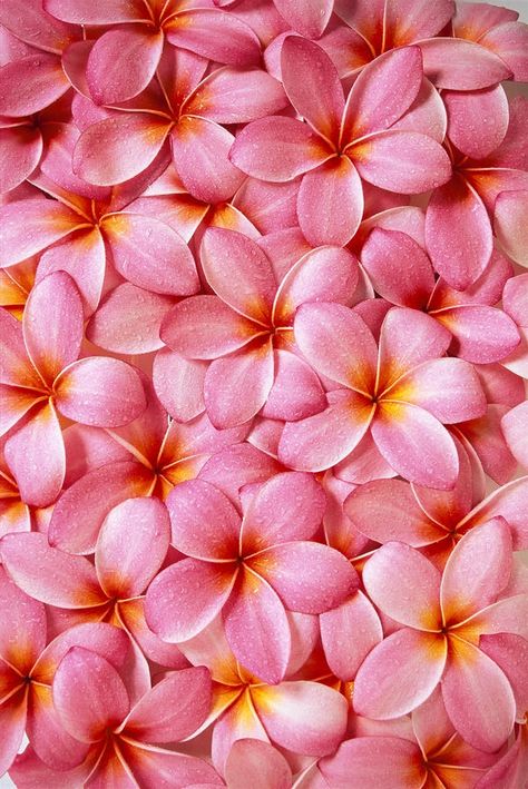 Plumeria - Frangipani Frangipani Aesthetic, Plumeria Flowers, Aesthetic Tumblr, Flower Background Wallpaper, Flower Phone Wallpaper, Cellphone Wallpaper, Flower Backgrounds, Nature Wallpaper, Flower Wallpaper