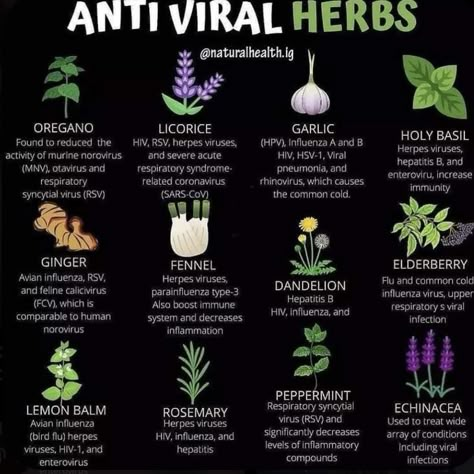 Medicinal Herbs Garden, Medical Herbs, Magia Das Ervas, Magic Herbs, Herbal Apothecary, Natural Healing Remedies, Healing Plants, Herbal Healing, Home Health Remedies