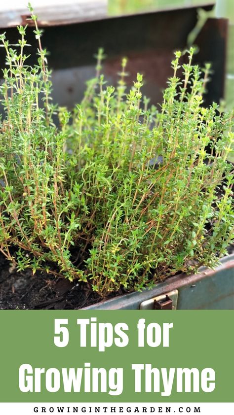 Thyme Plant Care, Grow Thyme, Farm Plants, Thyme Garden, Herbal Benefits, Herbs Medicinal, Growing Thyme, Garden Grid, Pruning Plants