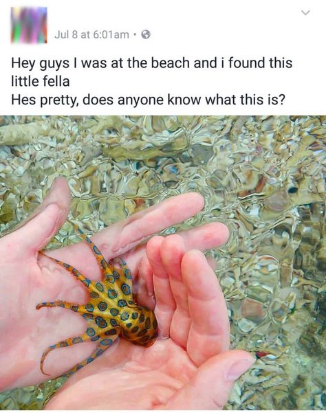 Awwwhhhh. What a cute BLUE RINGED OCTOPUS Blue Ringed Octopus, Octopus Species, Ringed Octopus, Octopus Squid, Beautiful Sea Creatures, Coral Reefs, Tide Pools, Ocean Creatures, Ocean Life