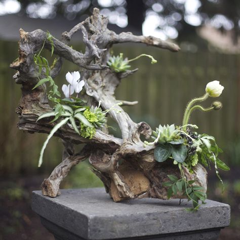 20130128.1086                                                                                                                                                                                 More Driftwood Centerpiece, Growing Moss, Woodland Flowers, Air Plant Display, Orchid Care, Cactus Y Suculentas, Deco Floral, Tree Stump, Flower Branch