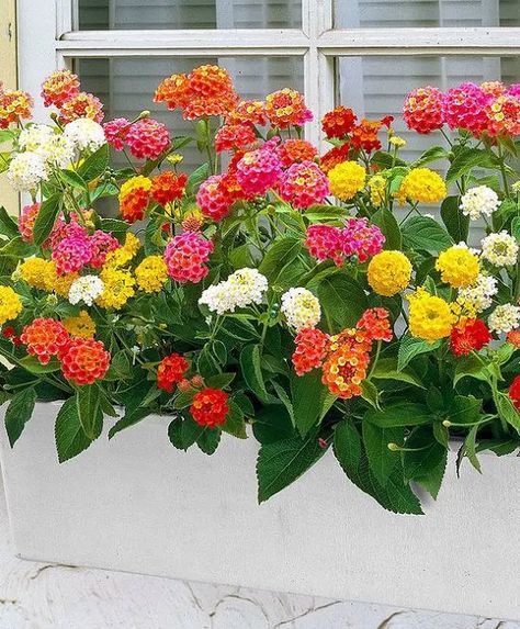 Flowers For Window Boxes, Nemesia Flowers, Tropical Landscaping Ideas, Yard Garden Ideas, Lantana Flower, Lantana Plant, Cypress Vine, Window Box Plants, Lantana Camara