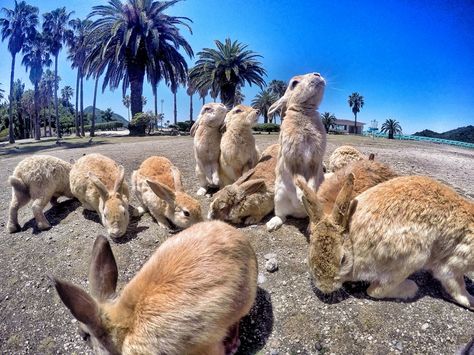 Okunoshima: bunny island Bunny Island, Rabbit Island, Hiroshima, Blue Ocean, On Earth, Palm Trees, The Cutest, Animal Lover, Coming Soon