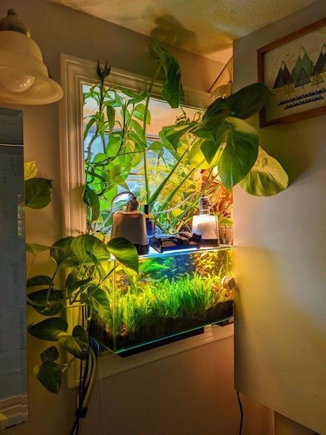 Aquarium Set Up Ideas, Fish Tank Lighting Ideas, Apartment Fish Tank, Plant Fish Tank Ideas, Fish Tank In Room, Goldfish Tank Ideas, Fish Tank Display, Fish Tank Room, Jungle Cabin