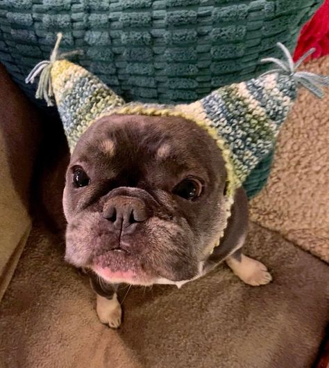 Frenchie Crochet, Newsboy Hat Pattern, Cat Hat Pattern, Crochet Dog Hat, Crochet Newsboy Hat, Dog Hats, Crochet Slouch Hat, Dog Black, Crochet Ear Warmer