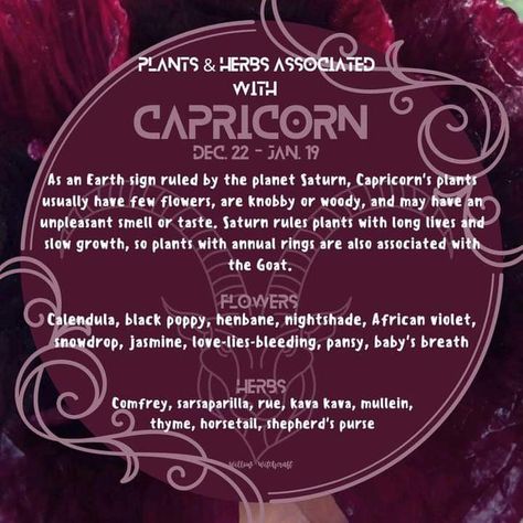 Herbs Of Capricorn, Herbs For Capricorn, Capricorn Herbs, Capricorn Magic, Plant Magick, Witchy Astrology, Moonlit Path, Zodiac Aesthetic, Chaos Magick