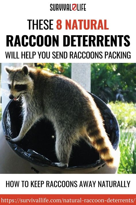 Raccoon Deterrent How To Get Rid, How To Deter Raccoons, How To Keep Raccoons Out Of Trash, How To Get Rid Of Raccoons, Racoon Repellent, Raccoon Deterrent, Squirrel Proof Garden, Raccoon Repellent, Getting Rid Of Raccoons