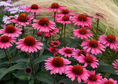 Echinacea 'Coral Craze' (Coneflower) is an attractive perennial boasting a profusion of large, fragrant, vibrant coral pink flowers, 5 in. across (12 cm), adorned with horizontal ray petals and a contrasting dark central cone. Blooming from mid to late summer, the pretty blossoms mature to lavender pink. They sit on near black stems above the dark green foliage. Perfect coneflower for perennial borders, prairies or cottage gardens. Perennial Borders, Prairie Planting, Prairie Flower, Full Sun Perennials, Oakleaf Hydrangea, Backyard Plants, Perennial Border, Hummingbird Garden, Echinacea Purpurea