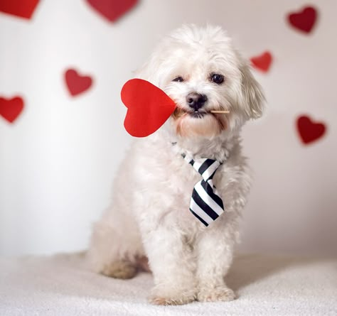 Over 25 Percent of Americans Want to Celebrate Valentine's Day with Their Pet, Survey Says Dog Foto, Valentines Treats, Puppy Valentines, Animal Photoshoot, Valentine Days, Valentine Picture, Valentines Day Pictures, Puppy Wallpaper, Valentines Day Dog