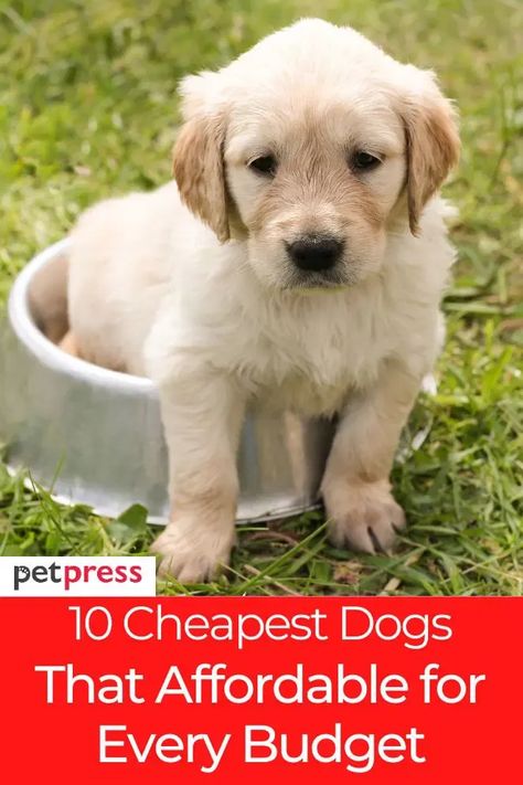 Are you looking for a dog and wondering what is the cheapest dog breed? Check out this list of the most budget-friendly breeds! #cheapestdogbreeds #cheapestdogs #dogs Quiet Dog Breeds, Non Shedding Dogs, Dog Cake Recipes, Most Expensive Dog, Cheap Puppies, Dog Bread, Famous Dogs, Cheap Dogs, Most Popular Dog Breeds