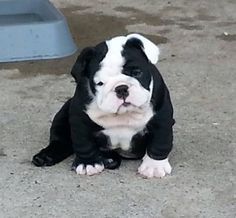 Black & White Bulldog Cutie Black English Bulldog, English Bulldog Care, White Bulldog, Cute Bulldog Puppies, English Bulldog Puppies, English Bulldog Puppy, American Bully, Sweet Dogs, Baby Puppies