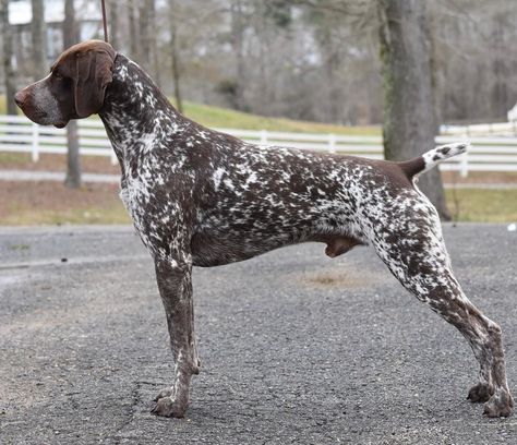 German Short Haired Pointer Puppy, German Short Haired Pointer, Short Haired Pointer, German Shorthaired Pointer Dog, Pointer Puppies, German Shorthair, Shorthaired Pointer, Pointer Dog, Bird Dogs